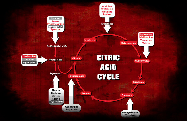 criticacidcycle chart1